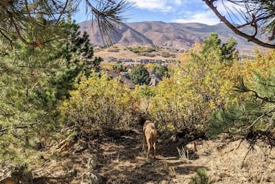 A deer in Ute Valley Park