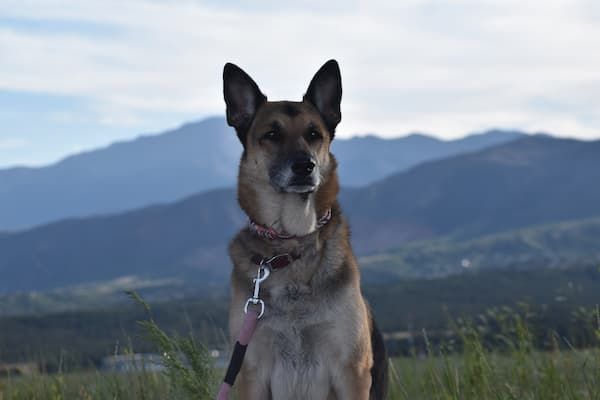 dog in park in front of mountains