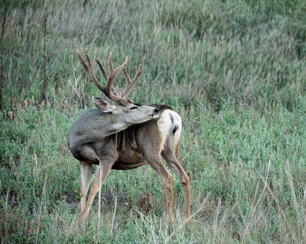 Two mule deer bucks standing in a field of grass